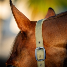 Horseware Amigo halsterset